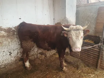 Zotdor buqalar sotiladi 1