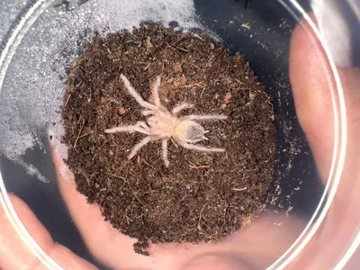 Паук птициед Lasiodora parahibana малыши 1