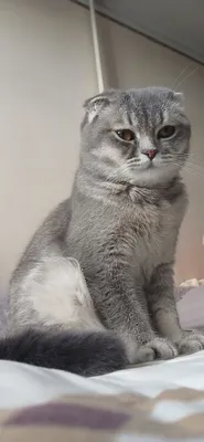 mushuk sotiladi zottor 1
