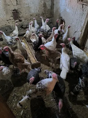 Продаются индюшки. Продаются куры. 1