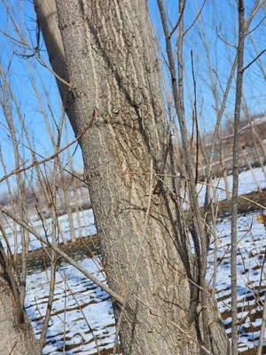 Продаётся калифорнийский тополь, Чиракчи 1