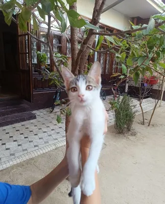 Котята 1