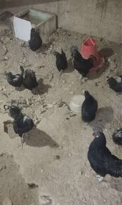 Yaponlar va qora shagzodalar optimiga sotiladi! 1