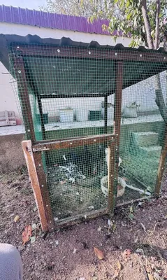 Продаются цыплята японки куланги 1