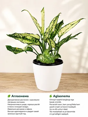 Aglaonema