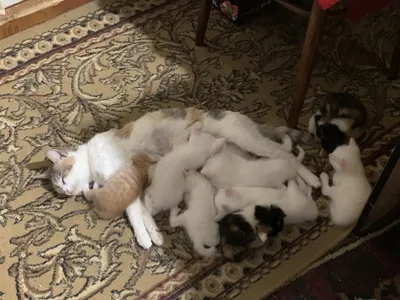 Белоснежные котята 1