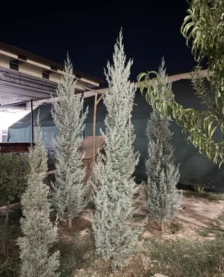 Archa sotiladi kiparis archa sotiladi 1