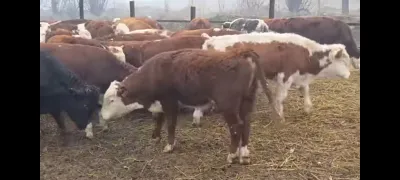 Хакикий Ангус Сментал ва бошкалар 1