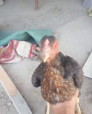 Brama xróz va duraga tovuģ sotiladi 1