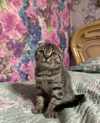 Умные котята, брат и сестра 1