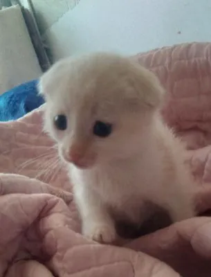 Котёнок, город Андижан 1