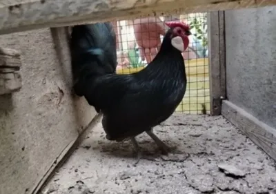 Yapon Beltanka oq zirak toza zot 1