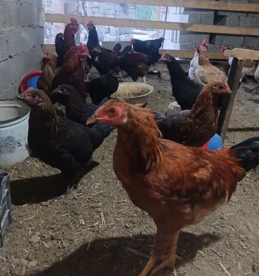 Срочно продаю домашних петухов, сейчас недорого 1
