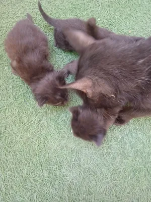 Котята отдаются бесплатно ответственным людям 1