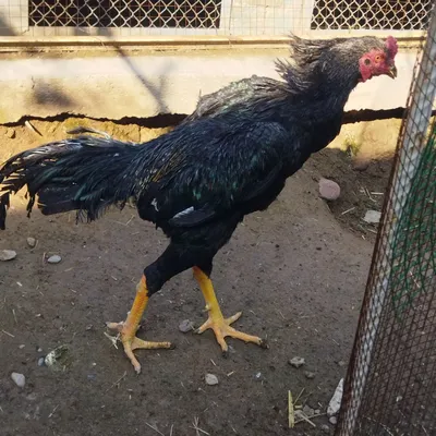 Natalya Buzko porno video Porno katta Dik bir qattiq mushuk