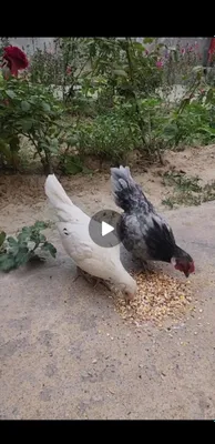 Японча зотли бентамлар 1