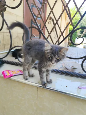 Отдам Породистого Котёнка, Сибирский-длинношенртный. 1