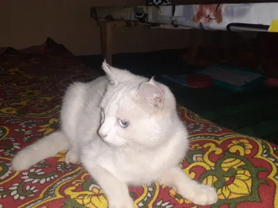Разноглазая кошка 1