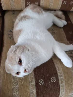 scottish fold mushuk toza erkak sotiladi 1