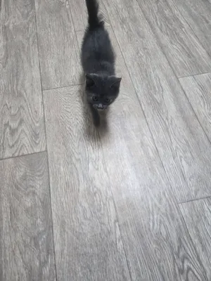 кот