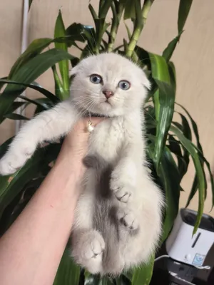 Шикарные крупные котята от правильной вязки 1