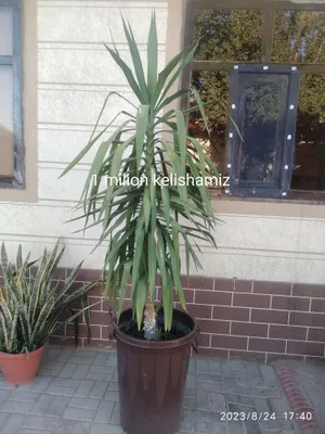 Damashni gullar uy ofeslar uchun juda zor 1