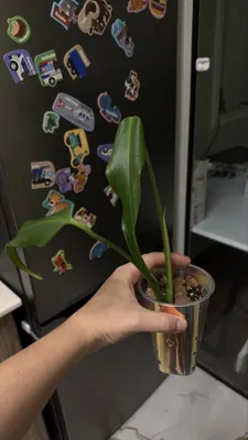 Укорененная макушка монстеры бурле Маркс 1