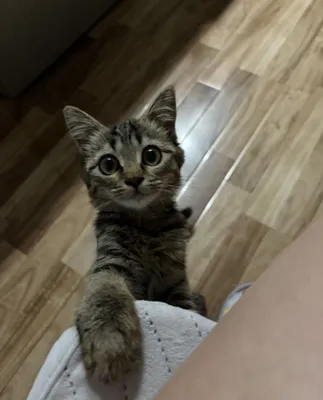 Котенок в добрые руки 1