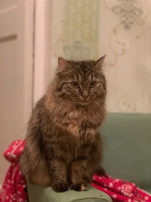 Bir qizning ichiga erkaklar olomon kiradi (porno) Nipellardagi haloslarning fotosurati