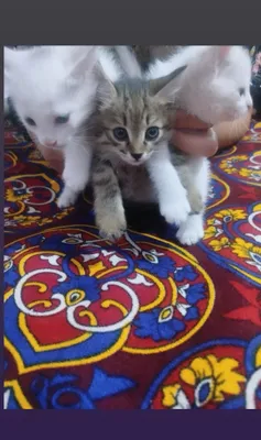 3 pıshıq eki aǵı bala 1