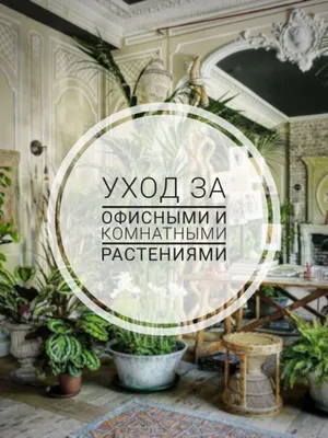 Ofis va uy o‘simliklarini ko‘chirib o‘tkazish, parvarish 1
