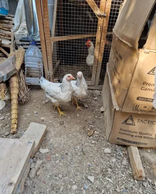 Продаются цыплята 1