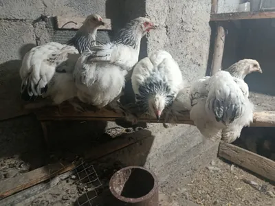 Продаются светлые брама: петухи и куры 1