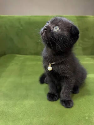 Отдадим породистых котят в хорошие руки 1