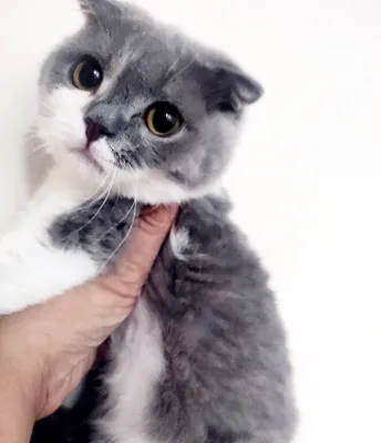 Juicy BBW jinsiy aloqa Kollej qizlari porno