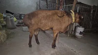 Продаётся казахский жеребёнок 1