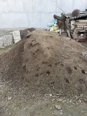 Продаётся овца породы пору 1