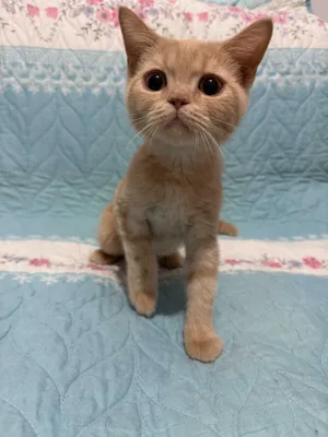 Котёнок 2,5 месяца мальчик 1