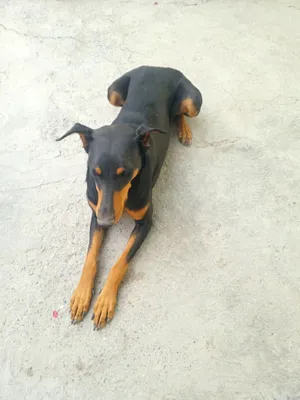 It. zoti doberman. 1