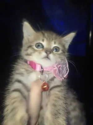 Британский короткошёрстный котёнок 1