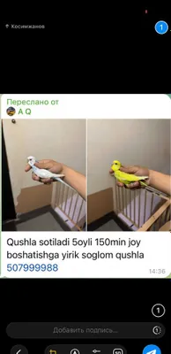 Valnisti totilar 150min 1
