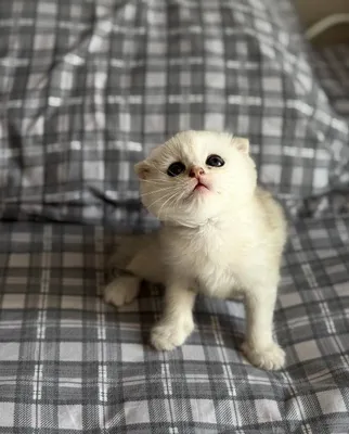Продаются котята 1