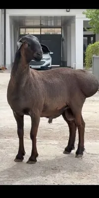 Qurbon hayitga qoʻchqorlar bor 1