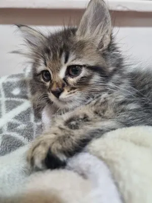 Natalya Ionova porno