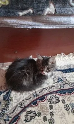 Отдам домашнего котёнка в добрые руки