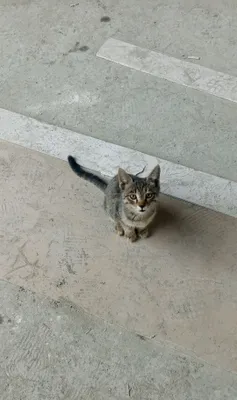 Tekinga faqat yaxshi qaridigan odamga 1