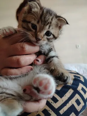 Scottish Fold 1