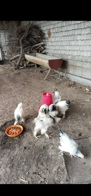 Продаются куры породы Брама 1