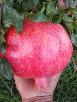 Продажа крупных саженцев 1