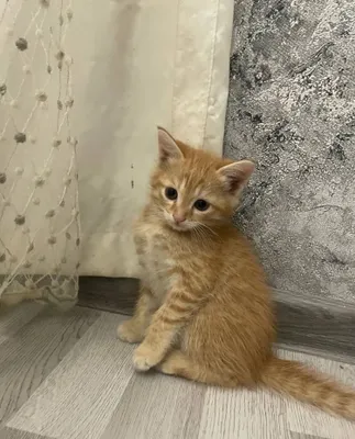 Бесплатно котят отдам 1